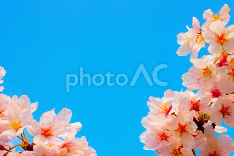 スカイブルーとピンク色の桜春フレーム背景 桜,サクラ,フレームの写真素材