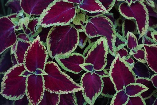 コリウス コリウス,臙脂色,葉の写真素材