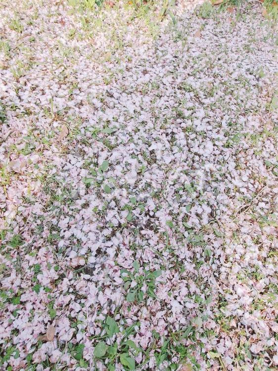 桜の絨毯 花,きれい,背景の写真素材