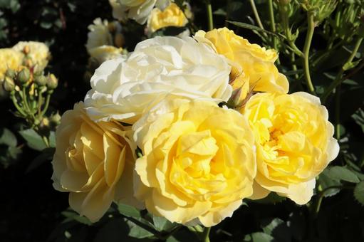 バラ園にて黄色の薔薇を撮った写真 バラ園にて黄色の薔薇を撮った写真の写真