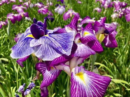 菖蒲11 菖蒲11の写真