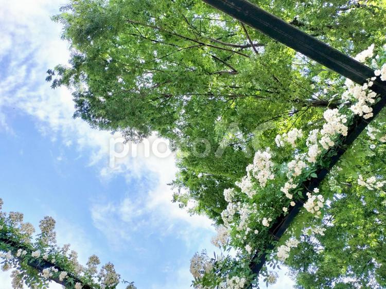 港の見える丘公園で見上げる白い薔薇 薔薇,港の見える丘公園,横浜の写真素材