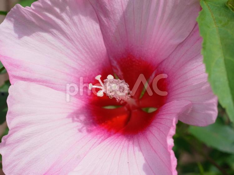 アメリカフヨウの花 アメリカフヨウ,芙蓉,花の写真素材