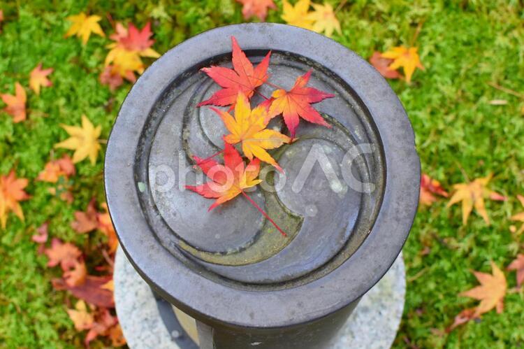 紅葉 秋,紅葉,もみじの写真素材