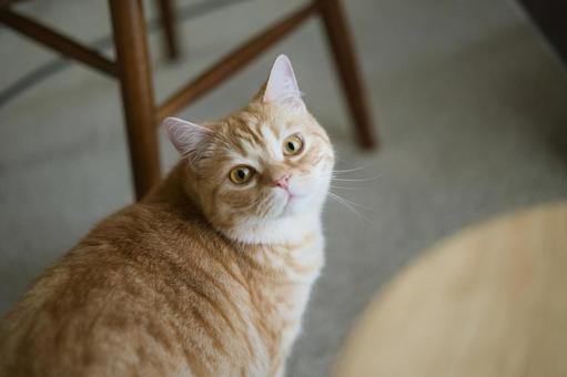 茶トラ猫 茶トラ猫の写真