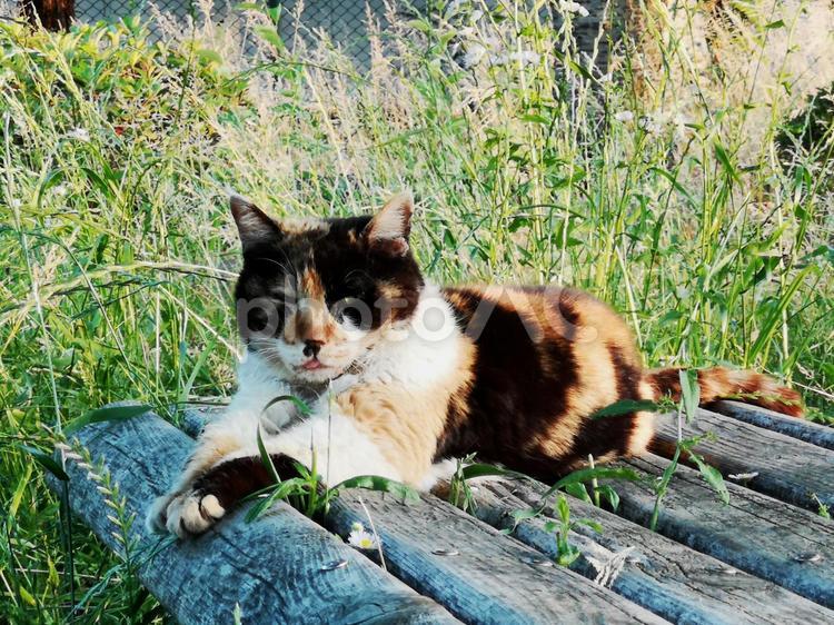 草むらと猫 猫,休憩,草の写真素材