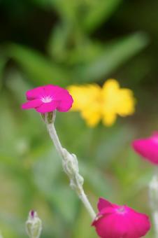 Photo, summer, flower, swiss fish, 