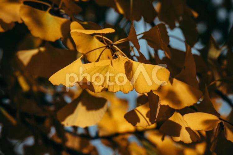 イチョウが光を浴びている イチョウ,秋,紅葉の写真素材