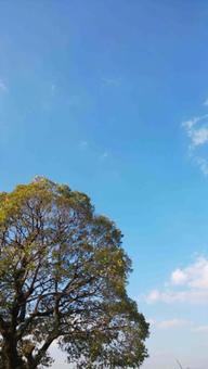 Photo, hardwoods, trees, sky, 