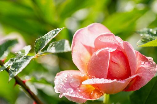 「感謝」が花言葉、ピンクの薔薇 「感謝」が花言葉、ピンクの薔薇の写真