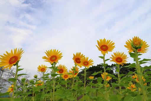 白い雲が覆う空 ひまわり 白い雲が覆う空 ひまわりの写真
