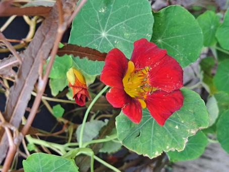 エディブルフラワー1 エディブルフラワー1 花,ガーデン,庭の写真素材
