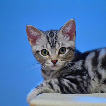 免許証の写真的な子猫 免許証の写真的な子猫 子猫,kitten,ねこの写真素材