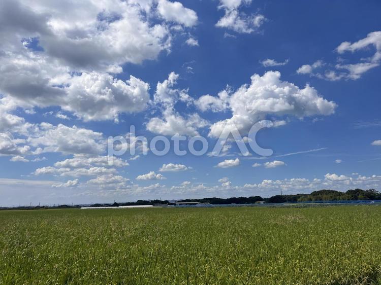 夏の青空と白い雲 夏,青空,空の写真素材