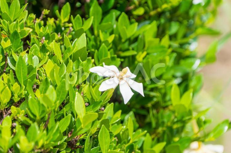 クチナシの白い花 クチナシ,花,白の写真素材