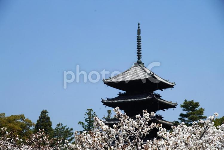 仁和寺の五重塔と御室桜 京都,右京区,仁和寺の写真素材