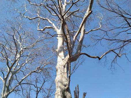 木 白い木,風景,青空の写真素材
