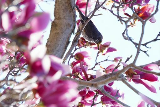モクレンとヒヨドリの写真