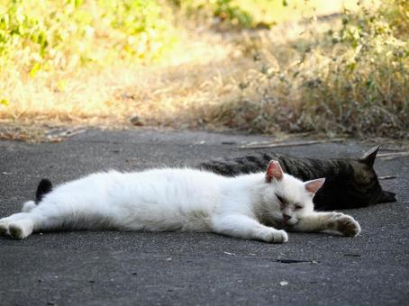 寝ている猫.2 寝ている猫.2の写真