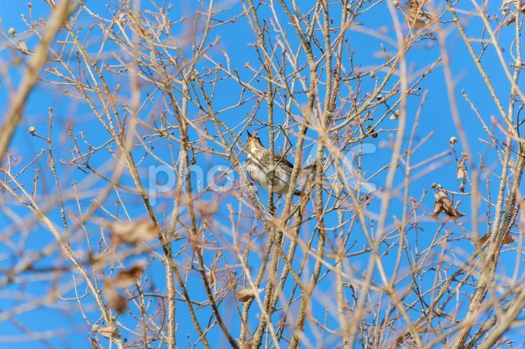 青空の木立にとまるツグミ ツグミ,鳥,野鳥の写真素材