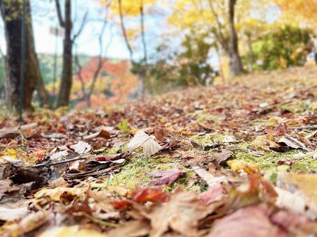 林の中の落ち葉のクローズアップ 落ち葉,落葉,枯れ葉の写真素材