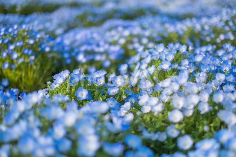 晴れた日のネモフィラ畑 ネモフィラ,春,花畑の写真素材