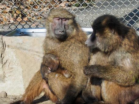 Monkey conversation, बंदर, अनुकरण करना, सहारा लेना, JPG