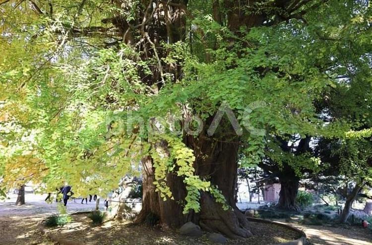 西蓮寺の大イチョウ2号株（茨城県行方市） 銀杏,大木,黄の写真素材