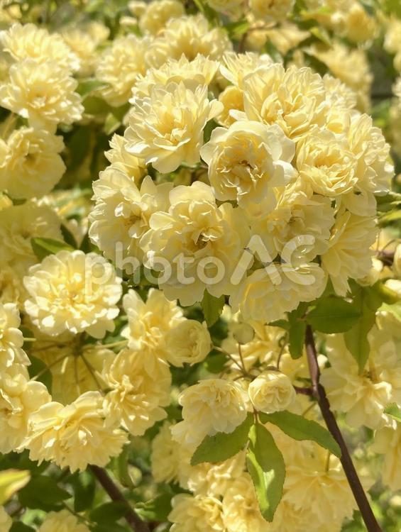 春の日差しに映える黄色い花 花,黄色,黄色いの写真素材
