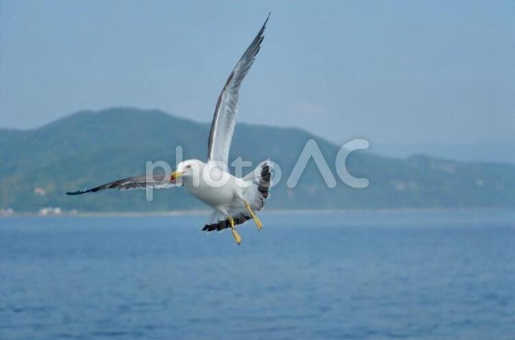 海とカモメ 鳥,水域,夏の写真素材