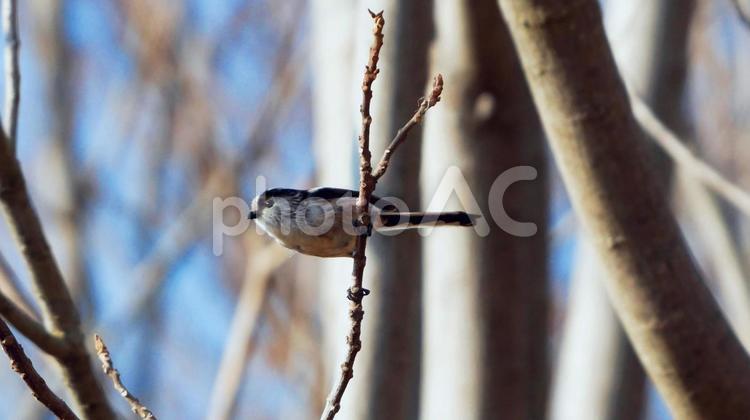 愛らしいもふもふの妖精エナガ エナガ,野鳥,小さいの写真素材