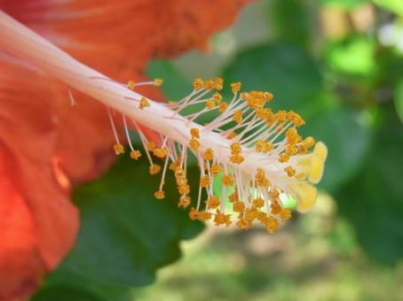 温室の赤いハイビスカス・花芯のアップ 温室の赤いハイビスカス・花芯のアップ ハイビスカス,花,植物の写真素材