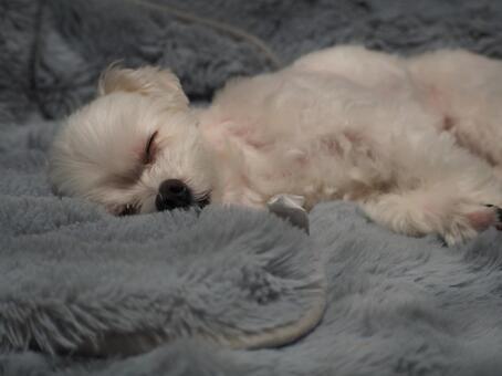 すやすや 犬,動物,マルチーズの写真素材