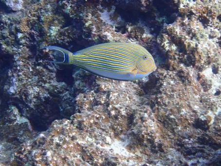 ニジハギ ニジハギ,魚,ダイビングの写真素材