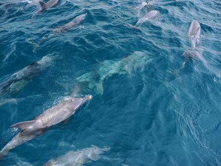 ミナミハンドウイルカのいる風景 ミナミハンドウイルカのいる風景の写真