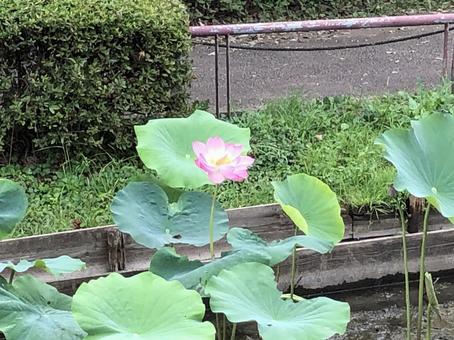 小田原 小田原,小田原城址公園,蓮の写真素材