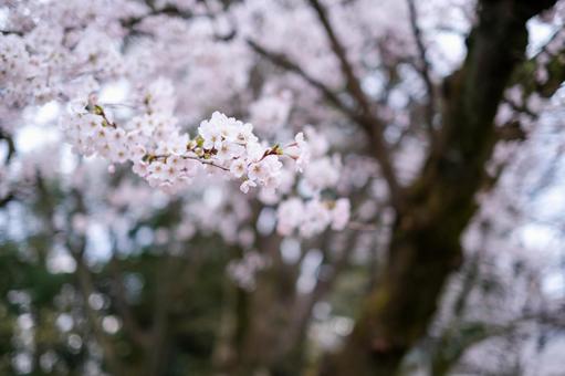 別所沼公園の桜 別所沼公園の桜の写真