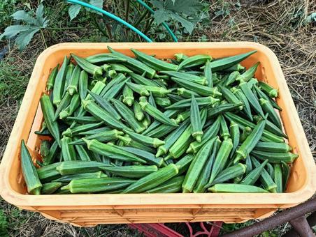 オクラ オクラ オクラ,おくら,野菜の写真素材