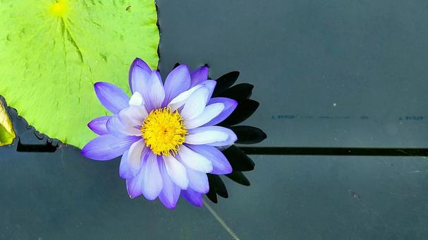 池に浮かぶお花 池に浮かぶお花の写真