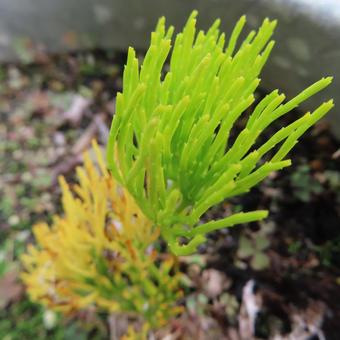 マツバラン（松葉蘭） マツバラン,松葉蘭,花の写真素材