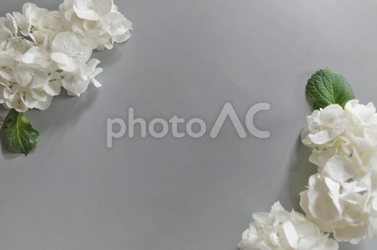 【テキストスペース】白いアジサイb 花,フラワー,紫陽花の写真素材