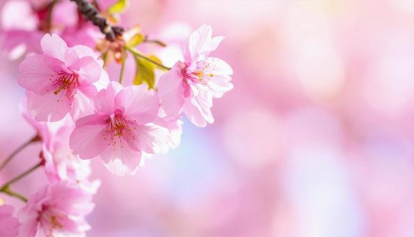 桜の花の背景・テキストスペース 桜の花の背景・テキストスペースの写真