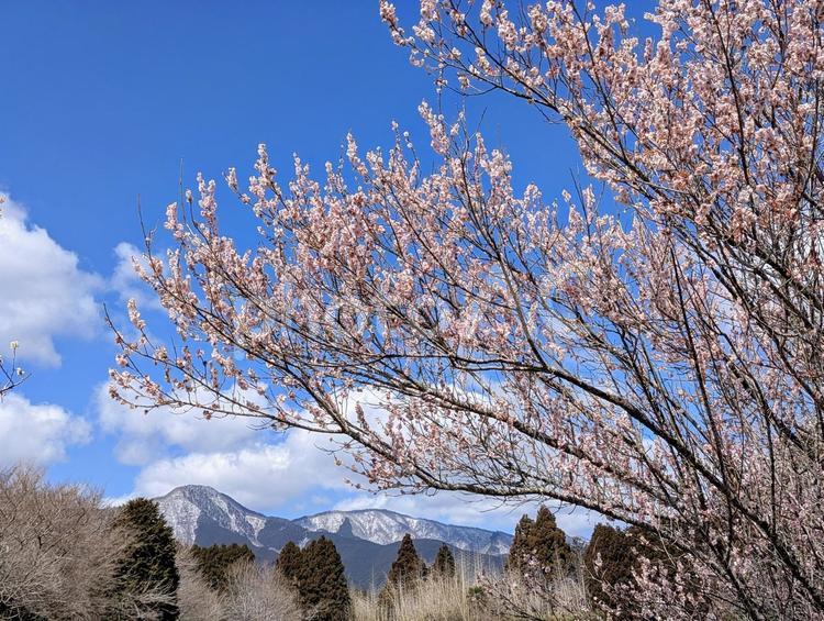 梅の木と南アルプス 植物,梅,梅の木の写真素材