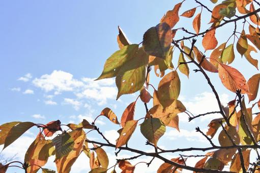 秋空と紅葉 秋,紅葉,秋空の写真素材