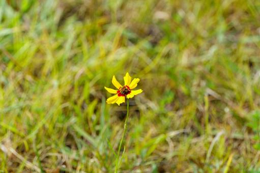 草原に咲くハルシャギクの一輪 ハルシャギク,花,黄色の写真素材