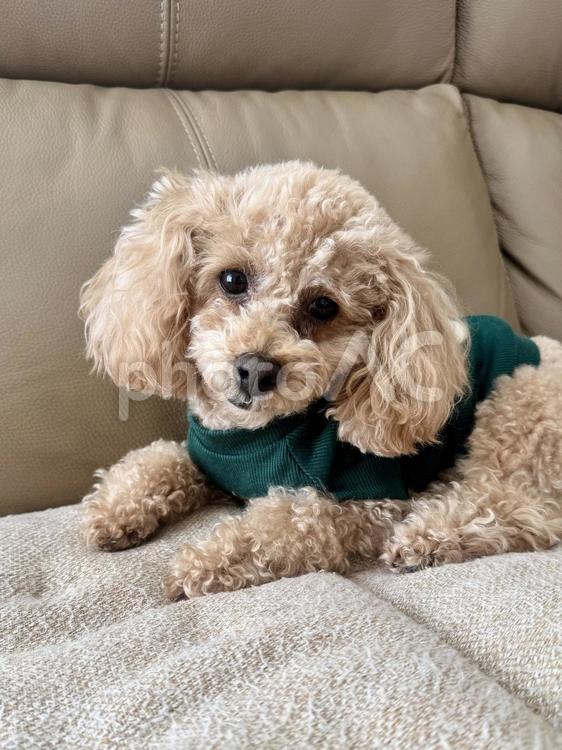 ソファーでくつろいでいるトイプードル トイプードル,ペット,小型犬の写真素材