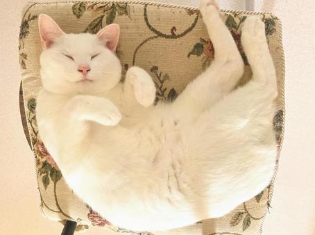 眠り猫 眠り猫の写真