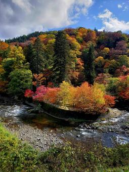 中野もみじ山の紅葉(青森県黒石市) 紅葉,もみじ,秋の写真素材
