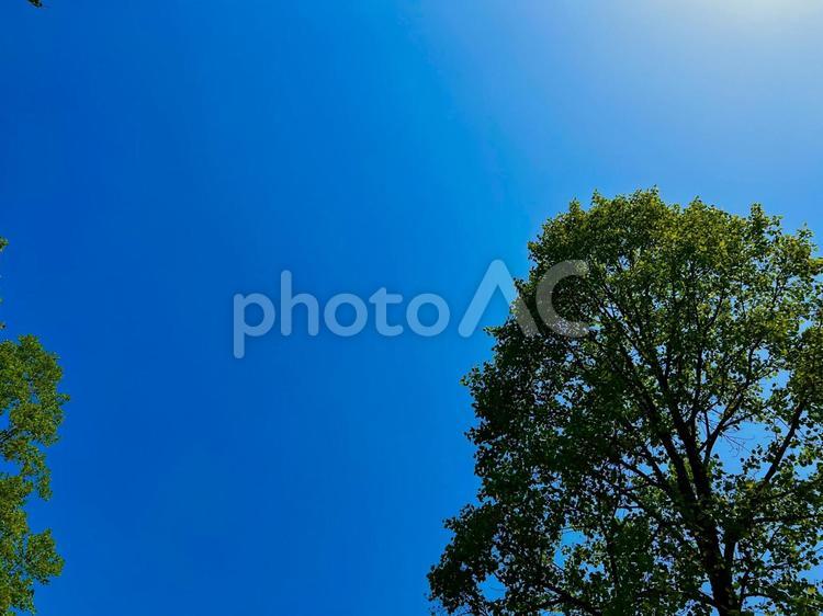 青空と木 青空,空,晴れの写真素材