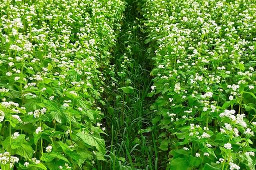 ソバの花4 ソバの花4の写真